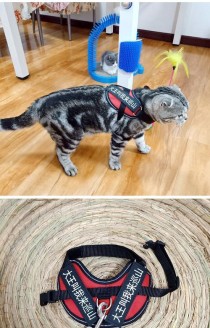 《解密绑着绳子的猫游戏攻略》（探索迷宫、解开谜题，帮助猫咪找到自由！）