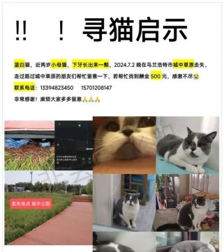 《猫之城疯人院》最强阵容推荐（打造无敌队伍，赢得每一场战斗）