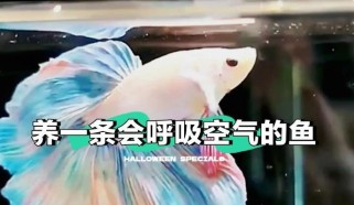 斗鱼小游戏养宠物攻略（斗鱼小游戏宠物养成、技巧大全）
