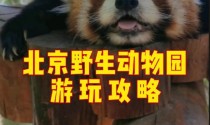 《探索野生动物园游戏的攻略宝典》（发现乐趣与策略，尽情畅游野生动物园游戏世界）