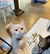 《探索猫咪咖啡屋游戏的攻略》（揭秘游戏中隐藏的关卡和特殊猫咪，助你成为猫咪大师！）