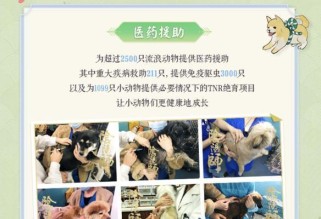 《如何获取以阴阳师大熊猫公益卡片？》（以游戏为主的大熊猫公益活动和获得方法）