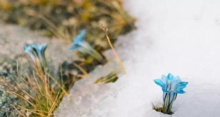 《烟雨江湖》药材采集必备（《烟雨江湖》中雪兔子采集地点全解析，让你轻松采集草药之王！）