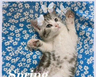 神医奶猫出装攻略（一键神药，高能输出，让你成为游戏中的王者！）